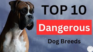 Top 10 most dangerous dog breeds [upl. by Tabor]