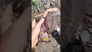 bird rescue 😢 subscribe short viral video😲 [upl. by Burnight]