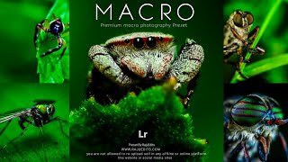 How to Edit professional Macro photography  Lightroom presets Free Dawonlad DNG amp XMP file [upl. by Elik449]