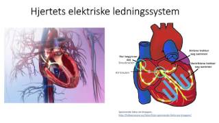 Sirkulasjonssystemet Hjertets elektriske ledningssystem [upl. by Hyams]