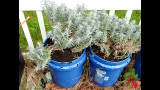 Transplanting Lavender Plants Outdoors [upl. by Tammie]