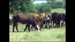 American Brahman Breeders Association Promotional Video [upl. by Maddocks941]