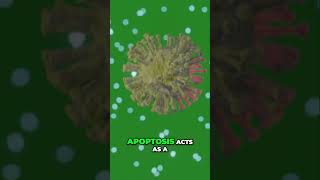 Why Apoptosis is Key to Our Health HealthScience CancerPrevention ProgrammedCellDeath [upl. by Kern]