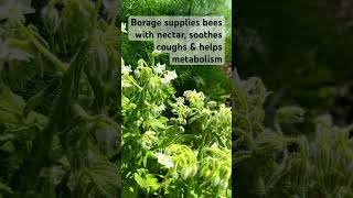 Huge Benefits of Growing Borage in the Organic Garden beefriendly gardening pollinators garden [upl. by Tchao]