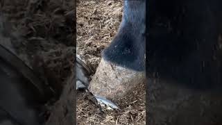 Keep Your Donkeys Hooves Healthy HoofCleaning FarmLife DonkeyMaintenance AnimalCare QuickFarm [upl. by Morissa]