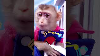 Monkey KiKi and friend animals babymonkey monkey monkeybibi funny [upl. by Dnaletak]