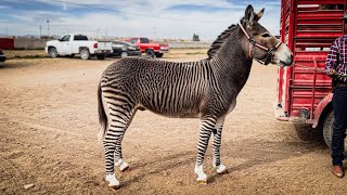 La Cebra Más Veloz Del Mundo  Algo Nunca Antes Visto En Carreras De Caballos Cebra Vs Burro [upl. by Lorn]