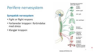 Kapittel 2 Nevrovitenskap del II nervesystemet [upl. by Ettevad]