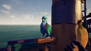 Sea of thieves All parrot emotes [upl. by Kalikow]