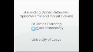 Ascending Spinal Cord Pathways [upl. by Madlen77]