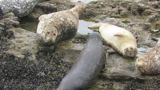 Harbor seal barking at another seal  Wilder Ranch State Park  Santa Cruz California [upl. by Chan]