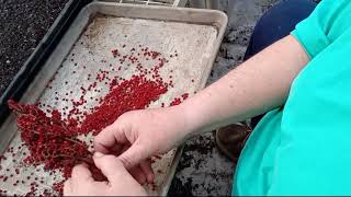 Planting Staghorn Sumac Seeds [upl. by Sitof857]