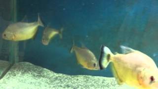 Serrasalmus Maculatus quotgold piranhaquot [upl. by Lorita]