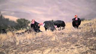 Wild Condors Feeding on Deer Carcass [upl. by Kerri844]