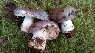 Russula Grisea Fungo bello commestibile [upl. by Amla]