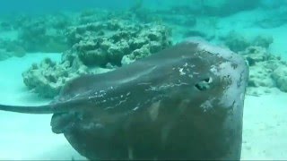 Snorkeling dans le lagon de la pension Kuriri à Maupiti  rencontre avec une raie pastenague [upl. by Ajnos]