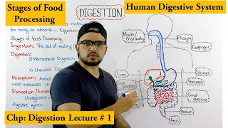 Digestive system  Stages of Food processing  An Overview [upl. by Enelyad]