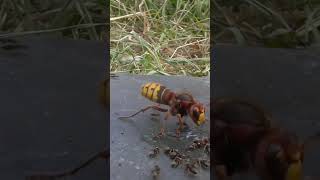 Des fourmis légionnaires forment un pont vivant pour envahir un nid de guêpes [upl. by Katya113]