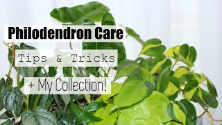 Philodendron Houseplant Care Tips amp Tricks  My Philodendron Collection [upl. by Engelhart]