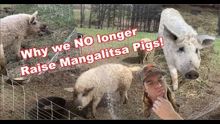 Why we no longer raise Mangalitsa Pigs November Farm Update [upl. by Eidac947]