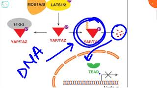 Hippo pathway  formation of trophoblast developmental biology explained Life science study 🔥🔥🔥😎🤓 [upl. by Elvyn]