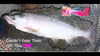 Kitimat River Pink Fishing FRENZY Pt 2  Salmon Couldnt RESIST This Home Made Lure [upl. by Ragouzis]