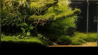 Aquascape ADA 90p  JBL ProScape Beautiful Final Movie  quotRocky shorequot  Nature Aquarium  IAPLC [upl. by Ahsenev]