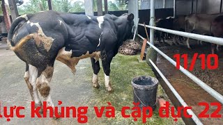 1110 Tài ba tri báo giá bbb khủng quá đẹp và lô bò minichăn nuôi bò miền tây [upl. by Abrahan]