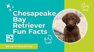 Chesapeake Bay Retriever Fun Facts [upl. by Hunger]