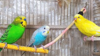 3 Hr Happy Parakeets Eating Singing Playing Budgies Chirping Reduce Stress of lonely Bird Videos [upl. by Notyad]