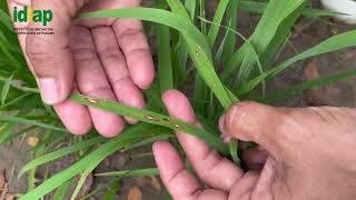 Variabilidad Genética de Magnaporthe Oryzae en Cultivares de Arroz 🌾 de Panamá 🇵🇦 [upl. by Buiron]