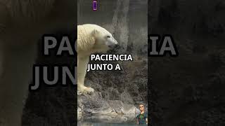 ¡Rey del Ártico el Oso Polar facebook instagram whatsappstatus whatsapp animals wildlife fun [upl. by Ennahtur487]