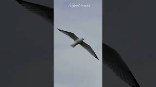 Beautiful wing span of a ring billed gull nature shorts [upl. by Avalsorim967]