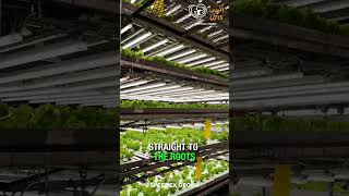 🌱 Ever wondered what hydroponics is Let’s take you inside UNS Farms 🌿💧 [upl. by Joslyn]