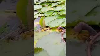 Sarther somporko na thaka e valo subscribe nature love [upl. by Naitsirk]