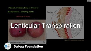 Lenticular Transpiration Biology Lecture  Sabaqpk [upl. by Orva]