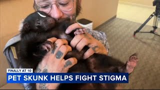 Meet Valentyne the pet skunk that is helping fight stigma [upl. by Nnilsia]