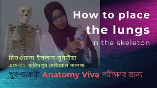 How to place the LUNGS in human skeleton খুব জরুরী Anatomy viva পরীক্ষার জন্য Anatomical position [upl. by Latsyrk354]