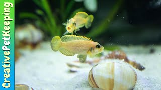 Shell Dwellers  My favorite nano fish Neolamprologus multifasciatus amp Lamprologus ocellatus gold [upl. by Sukramal121]