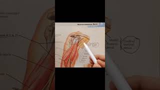 Musculotendinous Nerve Anatomy anatomy upperlimbanatomy mbbs [upl. by Rosie713]