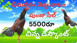 భీమవరం మెట్ట వాటం కోడిపుంజు సేల్sale తక్కువ ధరలోvideo viral 9542131141 [upl. by Peednam]