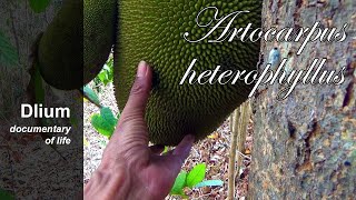 Jackfruit Artocarpus heterophyllus  part 1 [upl. by Brott]