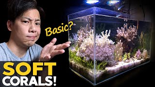 My BASIC Reef Tank 🚽 Soft Corals Macro Algae Mangrove Tank Update details in desc [upl. by Butta]