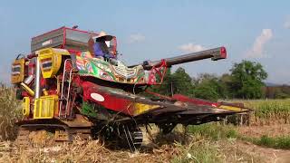 Harvesting Pee Luans corn Chiang Seam northern thailand [upl. by Nolla783]