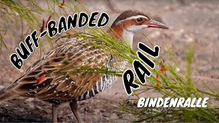 Buffbanded Rail Gallirallus philippensis [upl. by Ardnuaet]