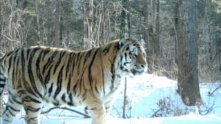 Russian Siberian Tiger  the Biggest and Strongest Cat in the world Weight up to 500kg [upl. by Jarret]