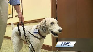 Therapy poodle brings comfort to hospice patients at St Lukes Hospital [upl. by Isayg]