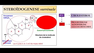 SYSTÈME RENINE  ANGIOTENSINEALDOSTÉRONE [upl. by Nosmirc]