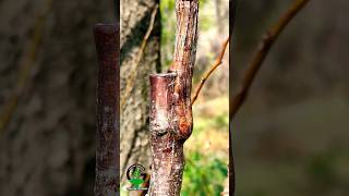 Apricot tree grafting satisfying shorts [upl. by Ahtael]