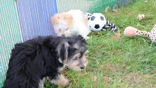 Morkie Puppies Madonna and Lucy SD 480p [upl. by Jenna900]